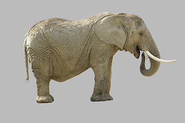 Image showing african elephant