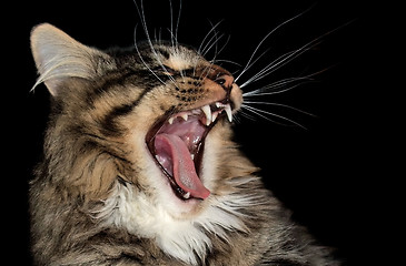 Image showing yawning cat