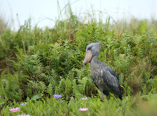 Image showing Shoebill in Africa