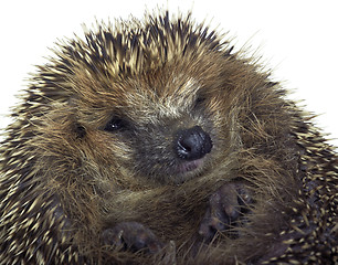 Image showing rolled-up hedgehog portrait