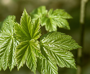 Image showing jagged spring leaves