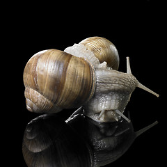 Image showing two Grapevine snails on each other