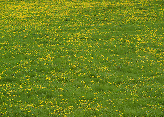 Image showing vibrant dandelion meadow