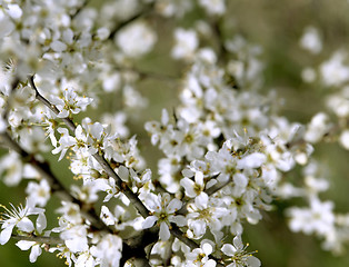 Image showing blossoms on a branch at spring time