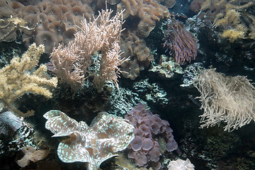 Image showing Coral reef detail