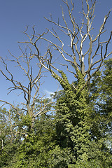 Image showing overgrown dead trees at summer time