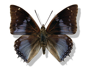 Image showing blue butterfly