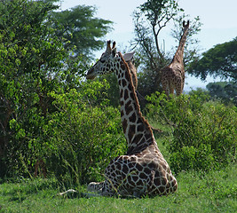 Image showing Giraffes in green vegetation