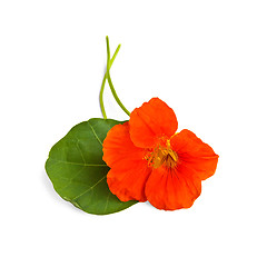 Image showing Nasturtium orange with leaves