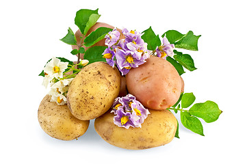 Image showing Potato yellow and pink with a flower