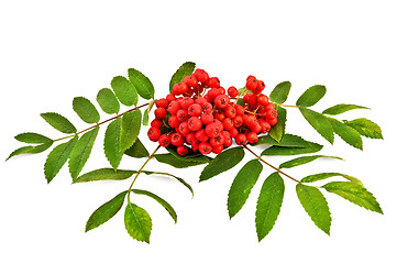 Image showing Rowan red with leaves