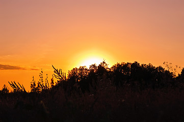 Image showing Sunset against the backdrop of trees