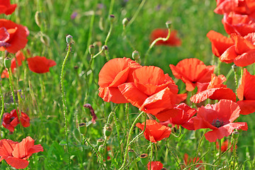 Image showing flower