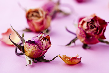 Image showing Dry roses