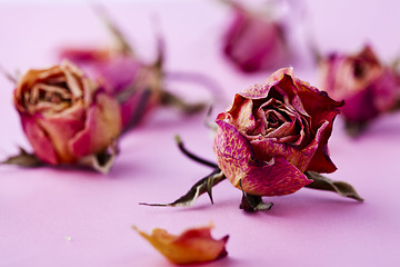 Image showing Dry roses