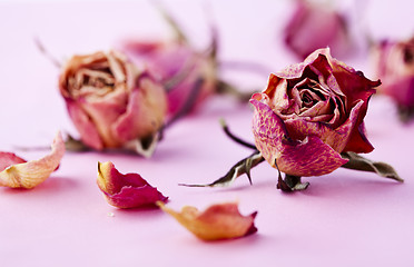 Image showing Dry roses