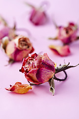 Image showing Dry roses