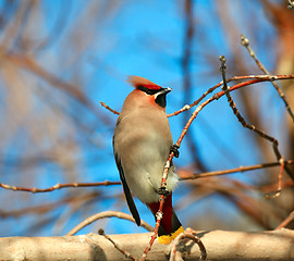 Image showing Waxwing.