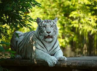 Image showing White tigress.