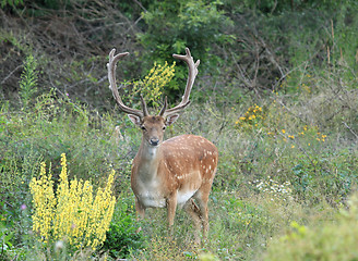 Image showing Fallow Deer