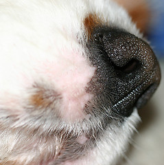 Image showing dog nozzle