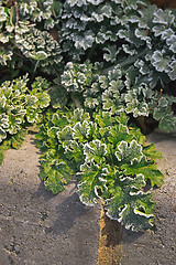 Image showing frost on curley leaves