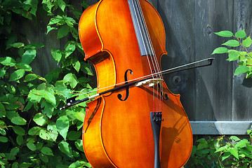 Image showing Cello