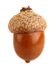 Image showing One dried acorn in closeup