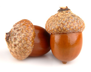 Image showing Two acorns