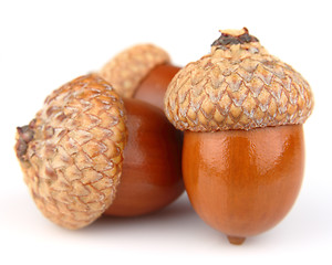 Image showing Dried acorns