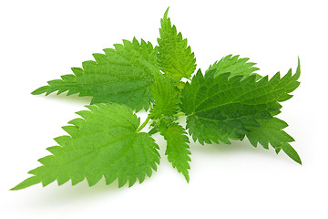 Image showing Leaves of nettle