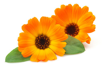Image showing Marigold with leaves