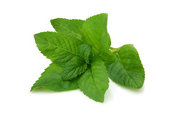 Image showing Fresh mint