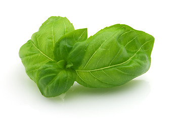 Image showing Fresh basil in closeup