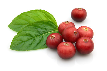 Image showing Cranberry with mint