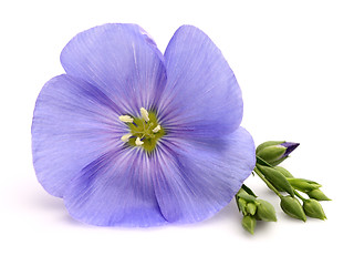 Image showing Flax flower