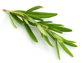 Image showing Rosemary