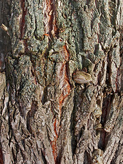 Image showing Bark of old willow tree