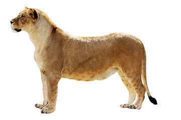 Image showing Big female lion