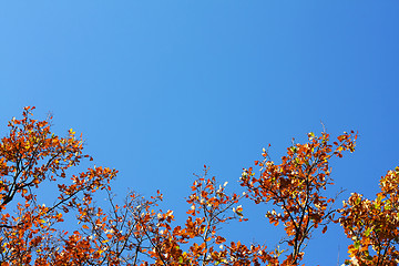 Image showing Oak's leafs on a tree and blue sky