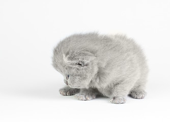 Image showing Little kitten