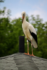 Image showing Stork on a roof