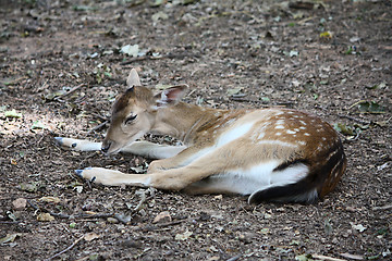 Image showing Little deer