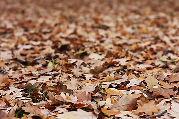 Image showing A lot of oak's leafs