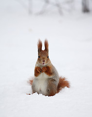 Image showing Squirrel on the snow