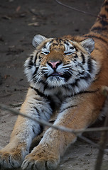 Image showing Tiger stretches one self