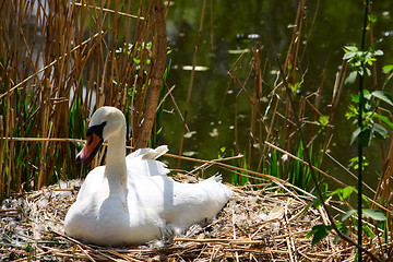 Image showing Swan at a nest