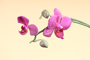 Image showing Orchid flower with bud at the branch