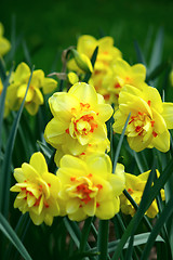 Image showing Yellow daffodil flowers