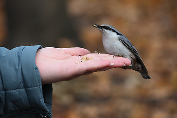 Image showing Bird sitting on a hand